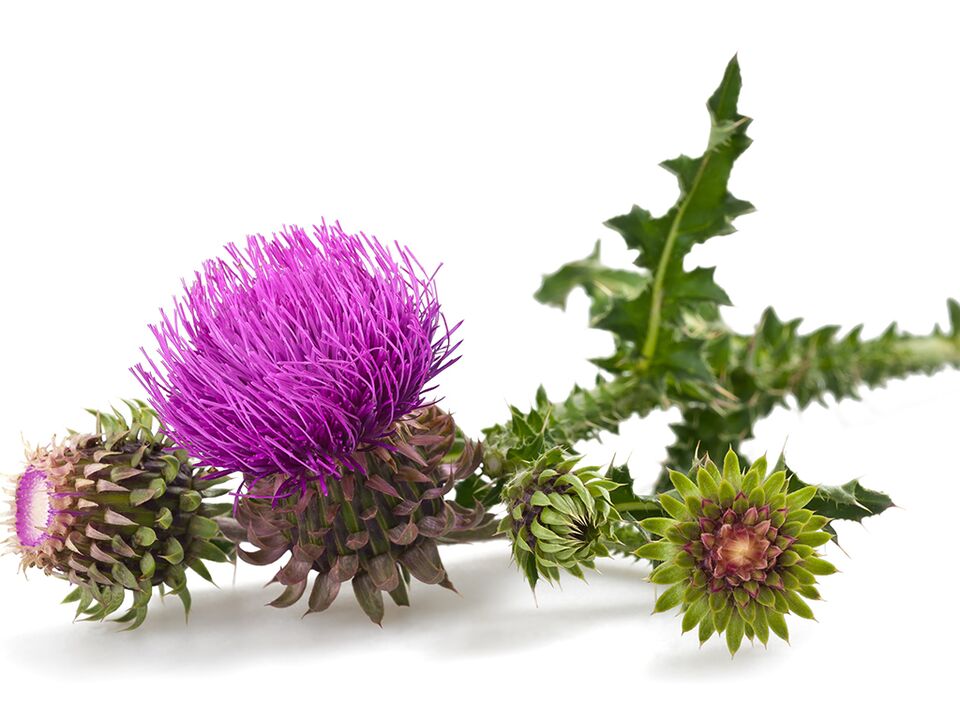 thistle in Alcozar